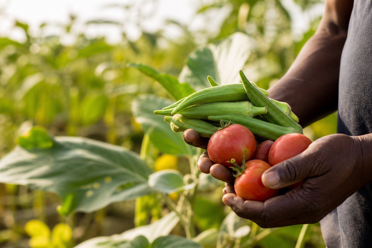 Hands holding fresh okra and tomatoes in a field