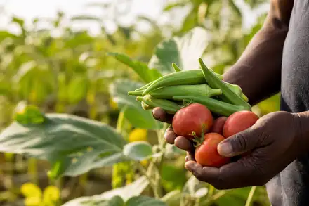 Mains tenant du gombo et des tomates fraîches dans un champ