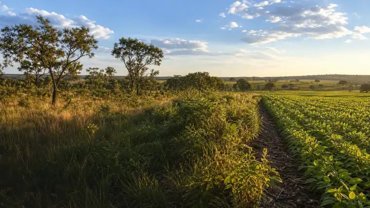 Brazil Cerrado restoration landscape