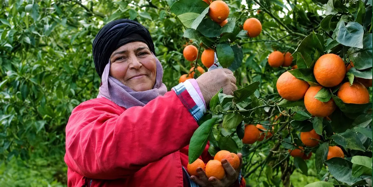 Agriculteur récoltant des fruits dans un paysage agricole restauré