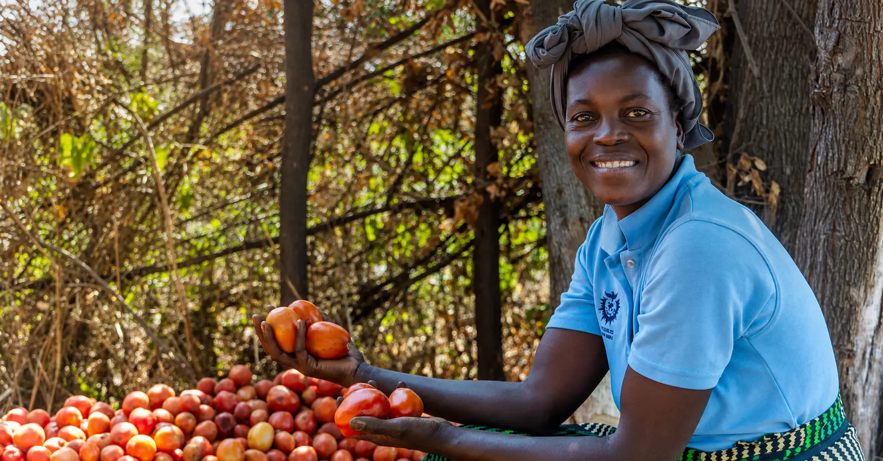 Agricultor sonriente con tomates cosechados para la página de metodología