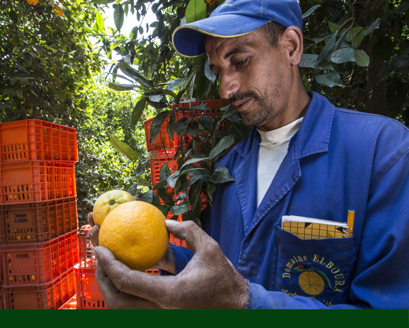 Farmer inspecting citrus harvest beside field crates