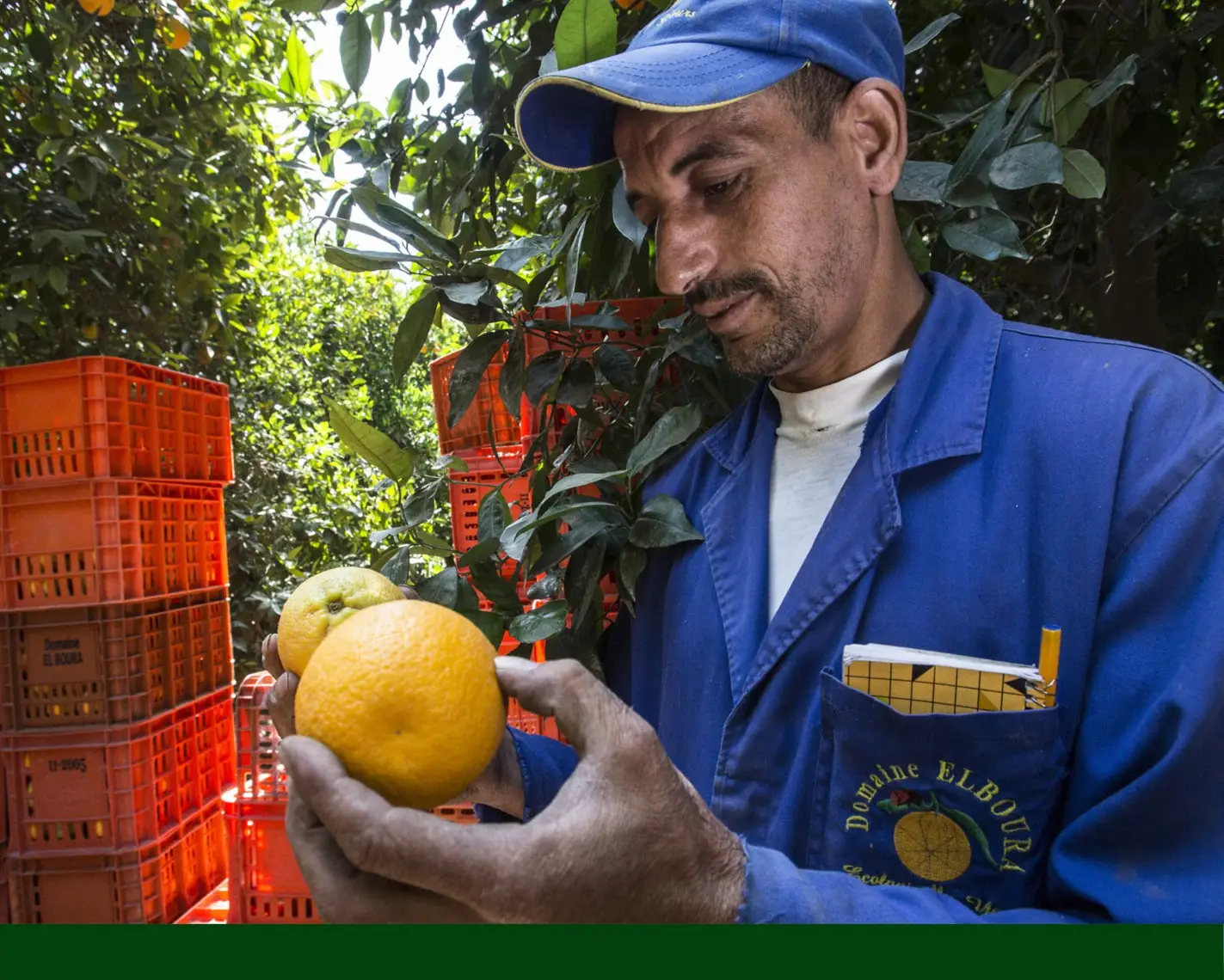 Agricultor inspeccionando una cosecha de cítricos junto a cajas de campo