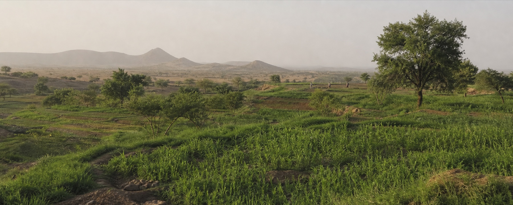 Restored agricultural landscape for RAIZ country profiles