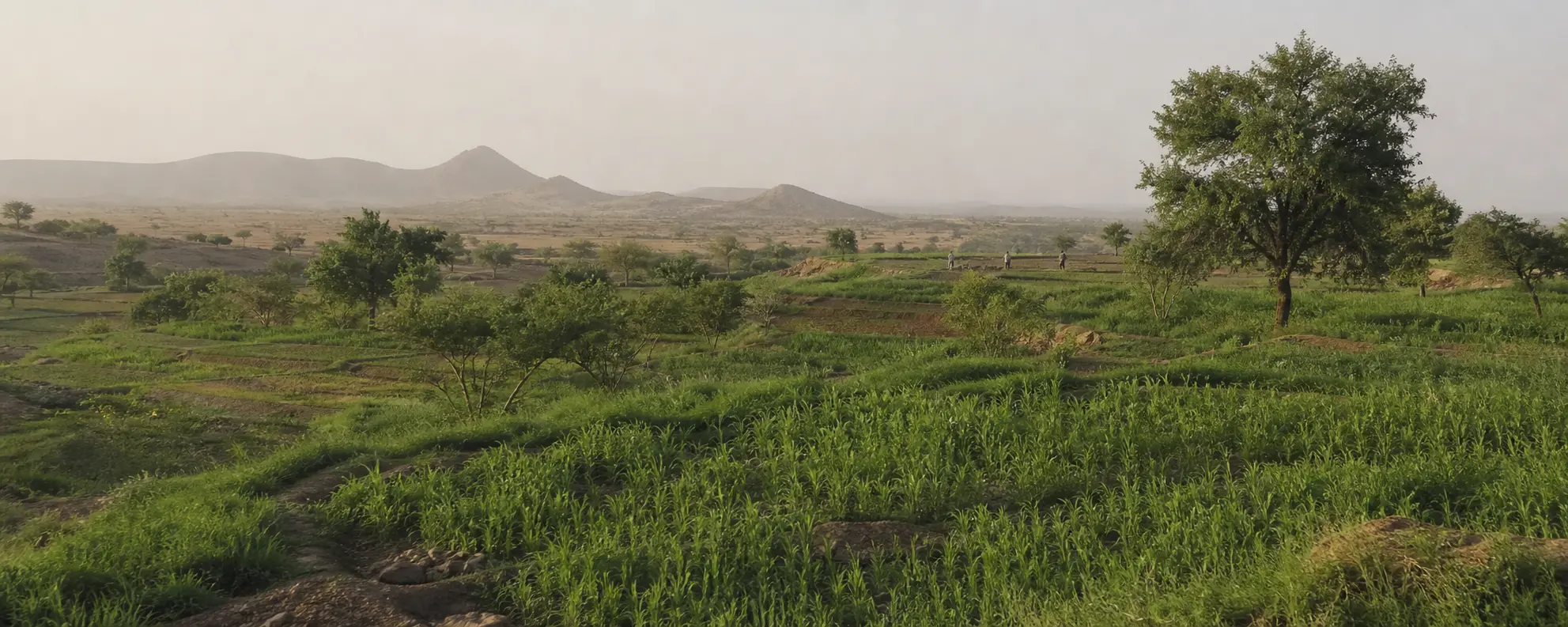 Restored agricultural landscape for RAIZ country profiles